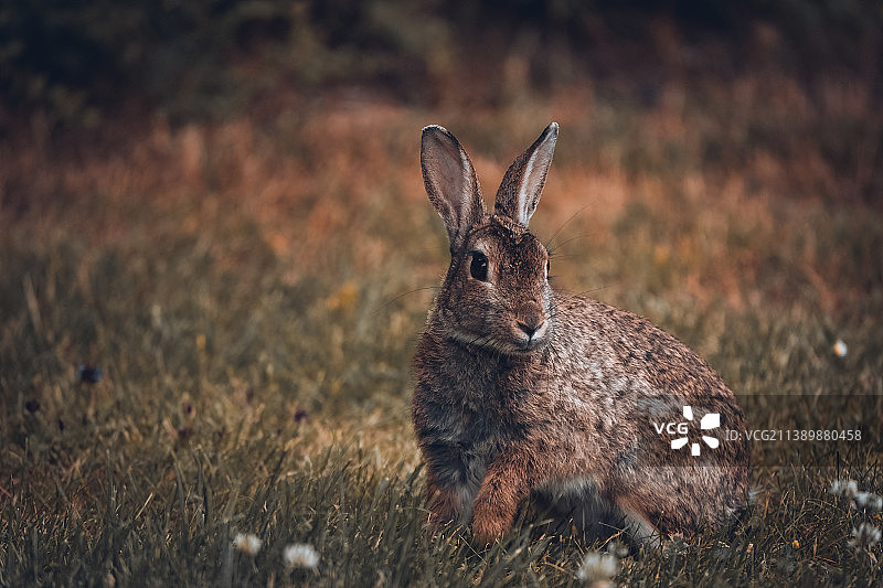 原尾兔在田野特写图片素材