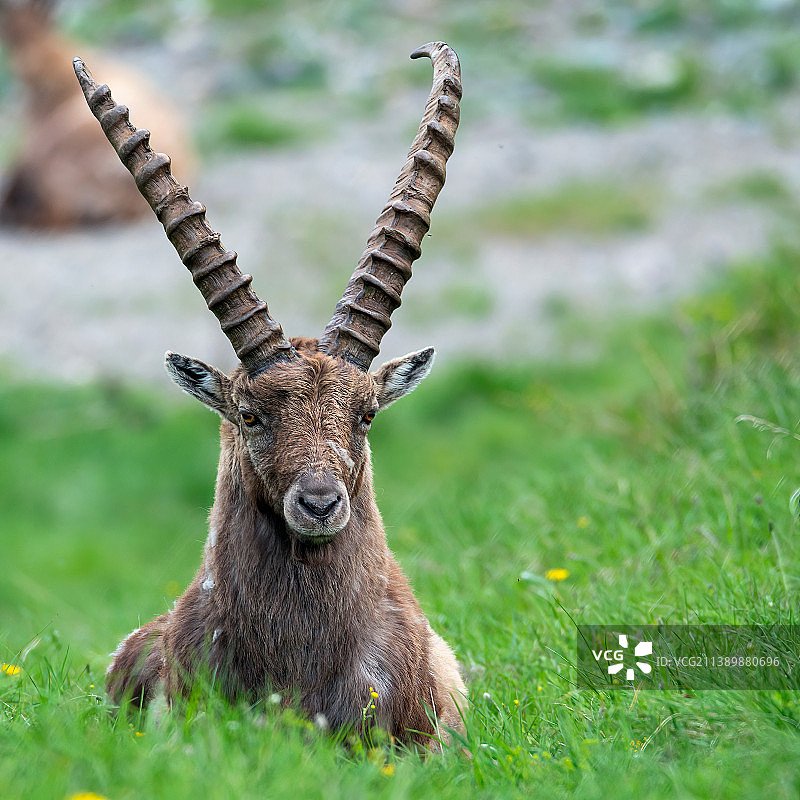 阿尔卑斯山的野生山羊肖像，位于意大利格兰帕拉迪索国家公园图片素材