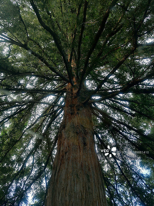 树木的仰视角度照片图片素材