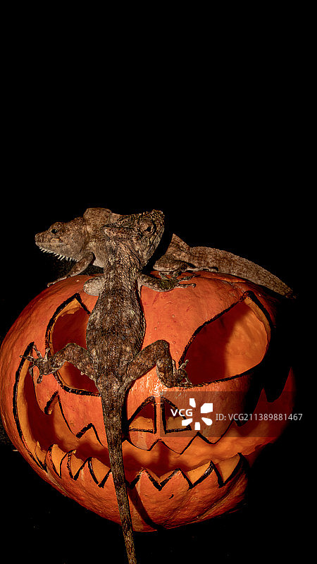 黑色背景上的万圣节南瓜灯特写图片素材