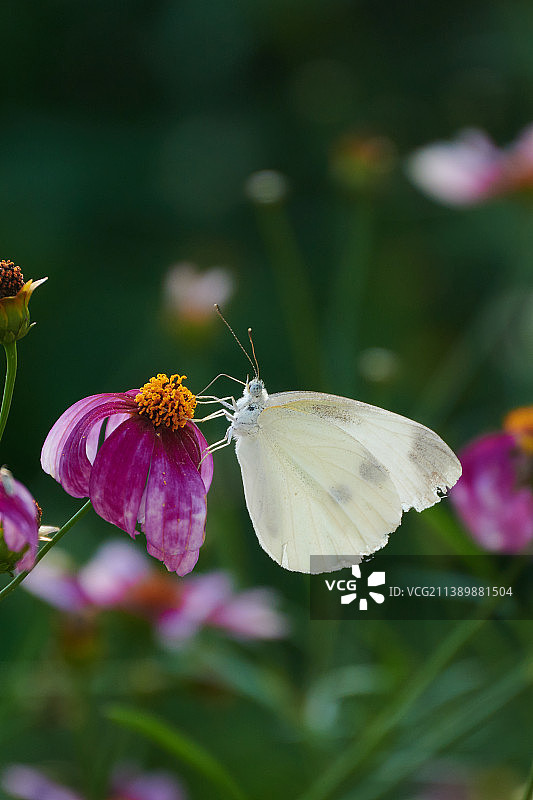 花丛中的白蝴蝶图片素材