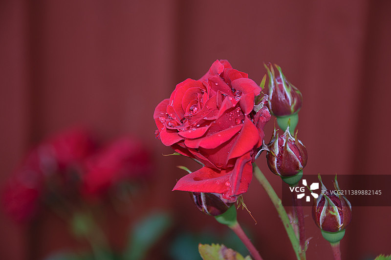 红玫瑰特写图片素材