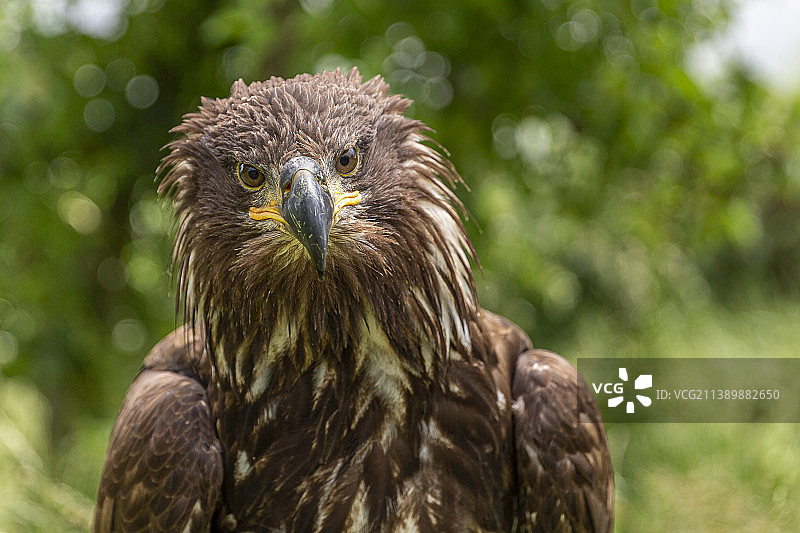 猫头鹰特写图片素材