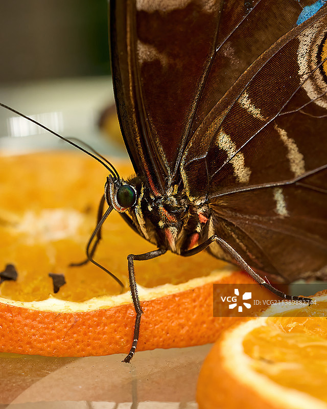 橘子上的蝴蝶特写图片素材