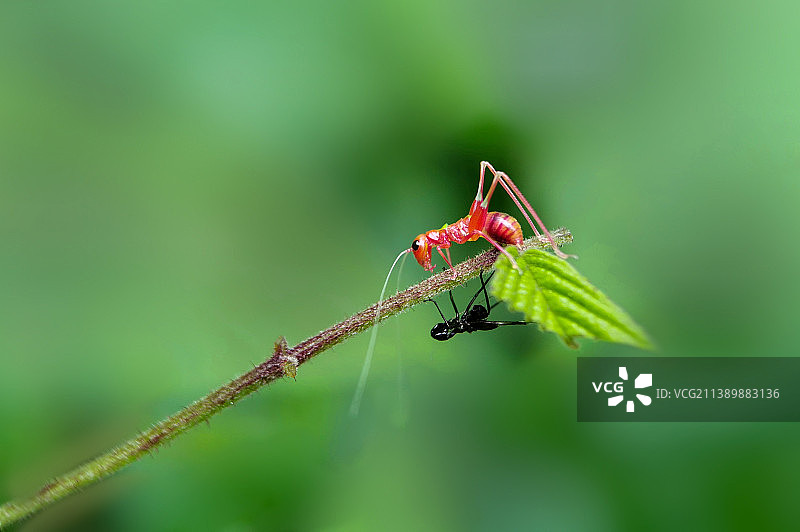 破壳而出·螽斯图片素材