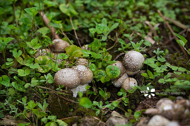 鸡枞菌，菌子，四川特产鸡枞菌图片素材