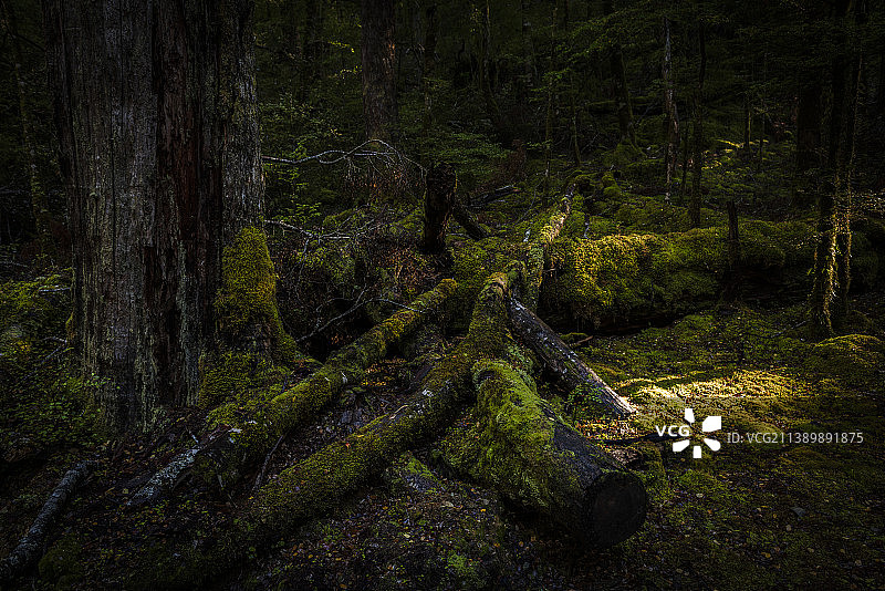 原始森林公园（New Zealand）图片素材