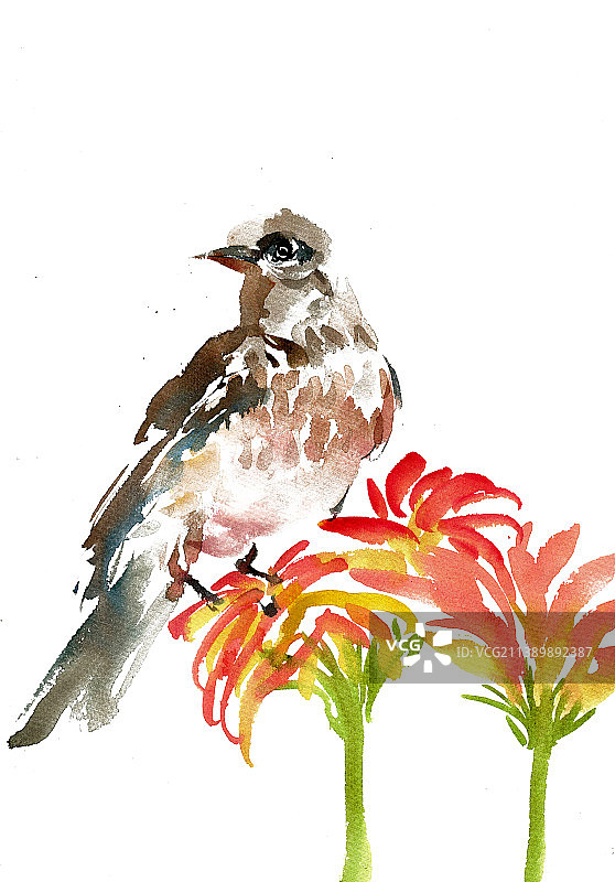 花头上的小鸟图片素材