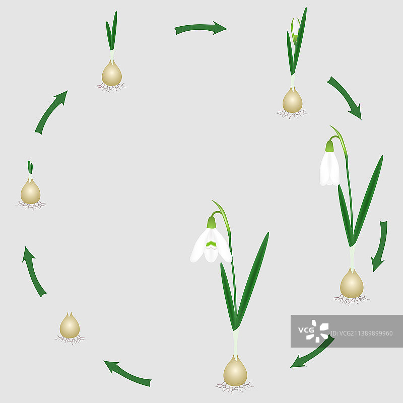 雪花莲植物的生命周期图片素材