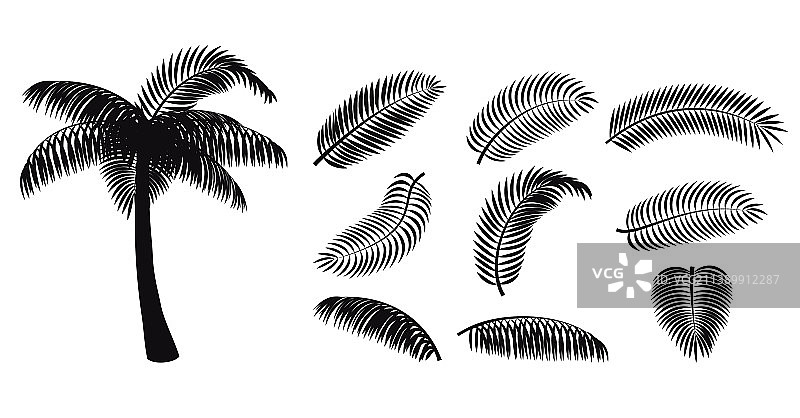 棕榈叶剪影热带树木合集图片素材