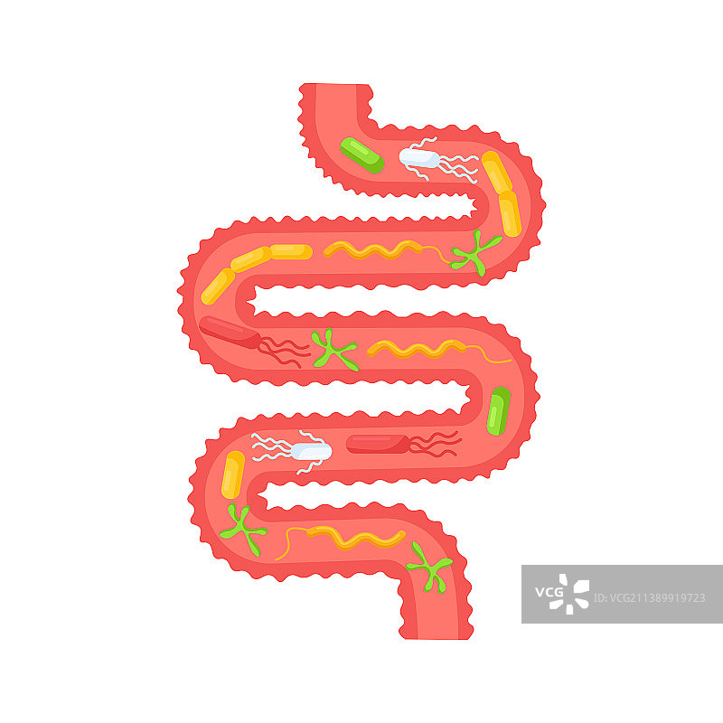 人体内脏胃肠消化系统图片素材