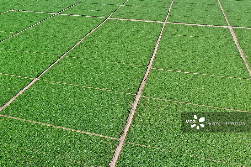 张掖制种玉米图片素材