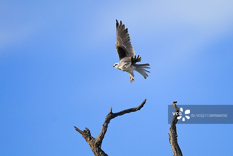 黑肩鸢图片素材
