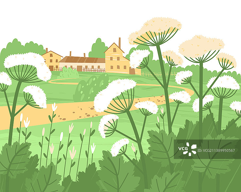 农场或村庄附近生长的危险大叶芹图片素材