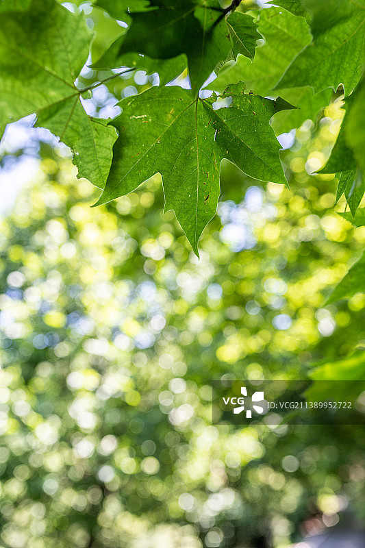 阳光下的梧桐树叶图片素材