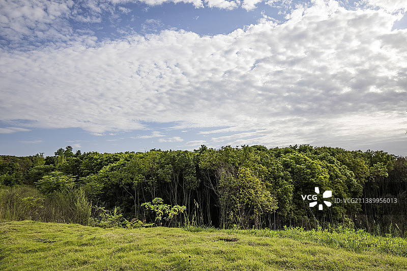 成都青龙湖森林田野上的树木顶着天空图片素材