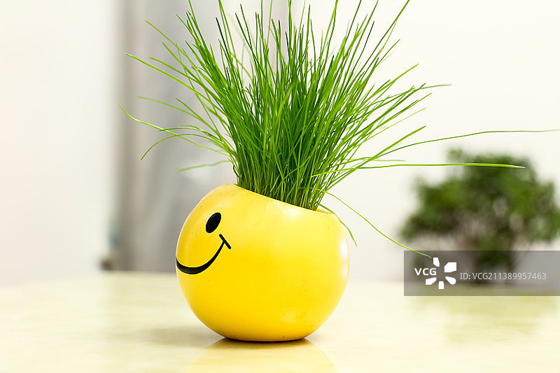 笑脸的小花盆中栽种着一把绿油油的葱图片素材