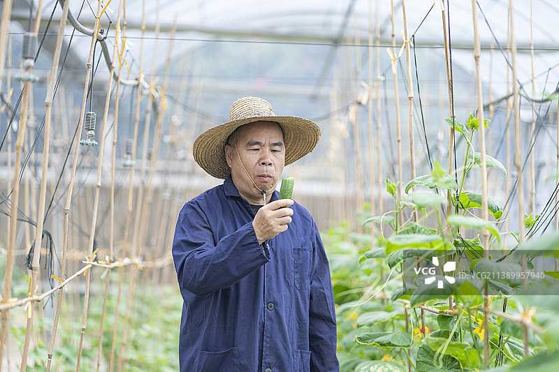 穿工装戴草帽的中年男人在蔬菜大棚里吃黄瓜图片素材