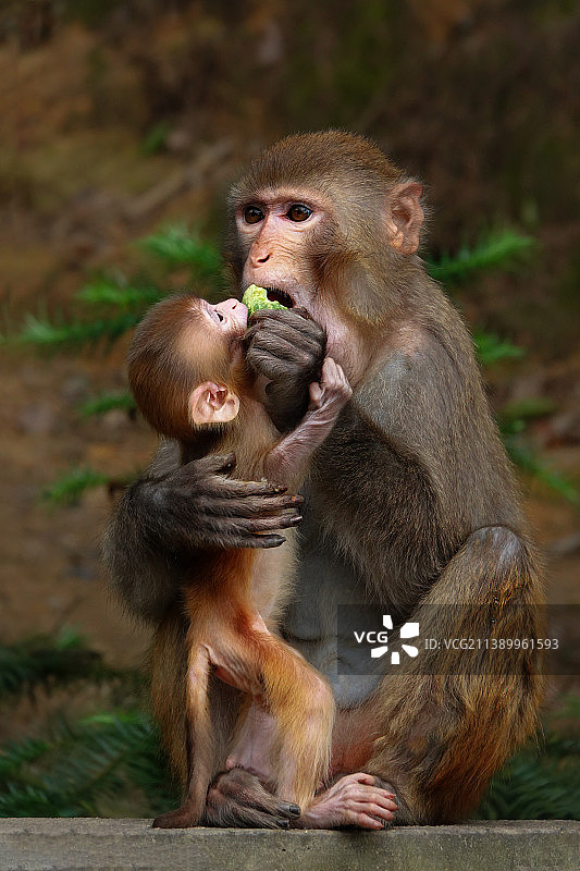 我也要吃图片素材