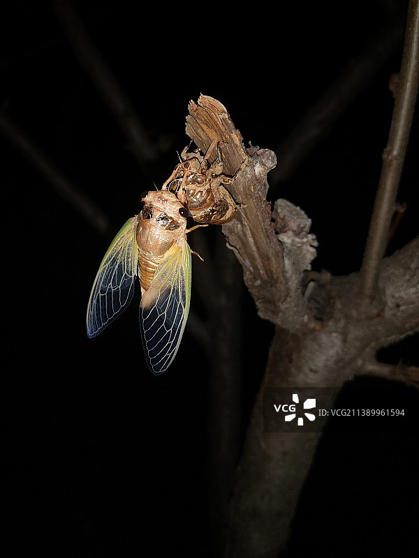 夏日呼吸图片素材