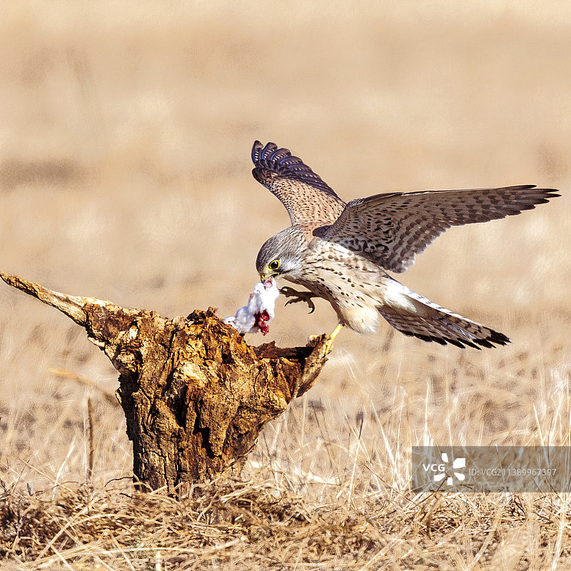 红隼猎食的特写镜头图片素材
