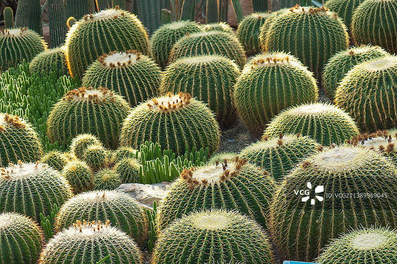 仙人球肉质植物全帧拍摄图片素材