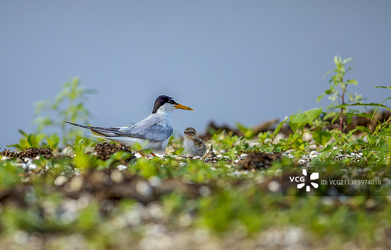 白额燕鸥图片素材