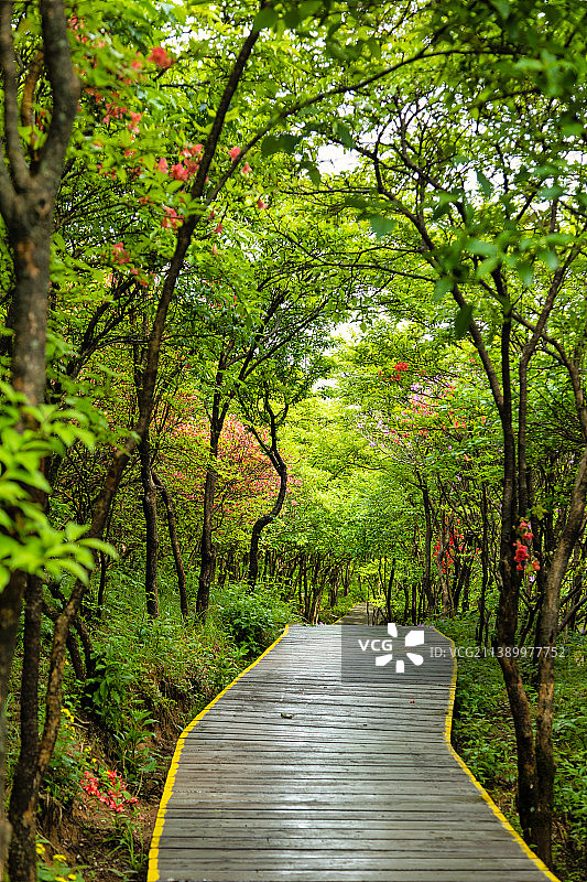 大围山的林荫小道美景图片素材