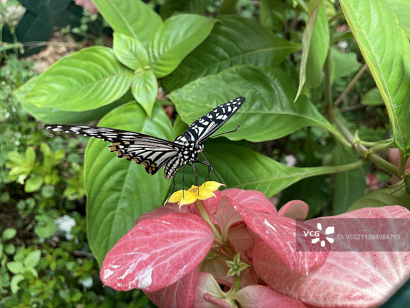 拟斑凤蝶正在粉叶金花上授粉微距特写, 粉纸扇, 粉萼花, 黄边凤蝶, 蝶恋花图片素材