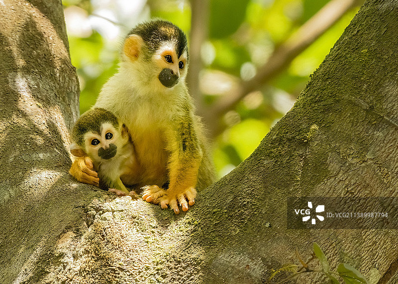 中美洲松鼠猴图片素材