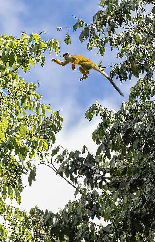 中美洲松鼠猴图片素材