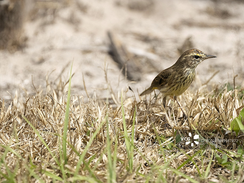 棕榈莺图片素材