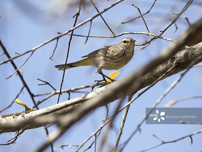 棕榈莺图片素材