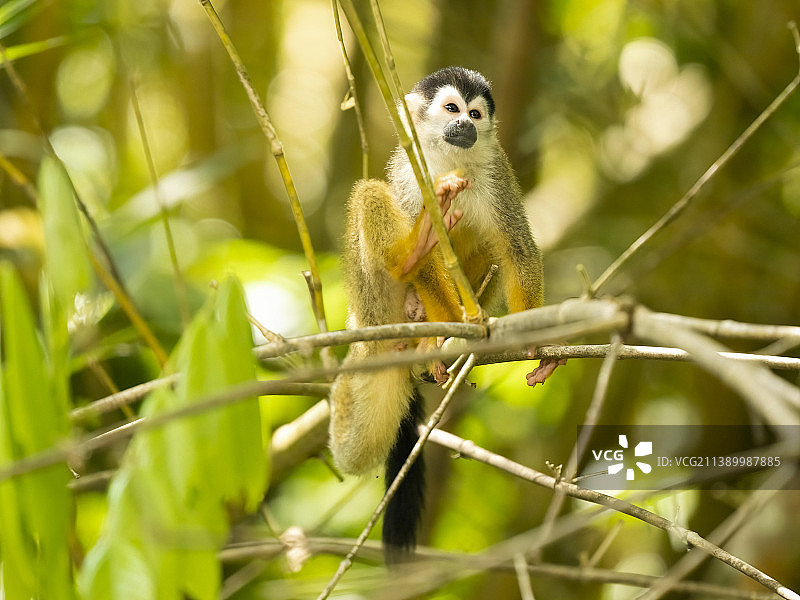 中美洲松鼠猴图片素材