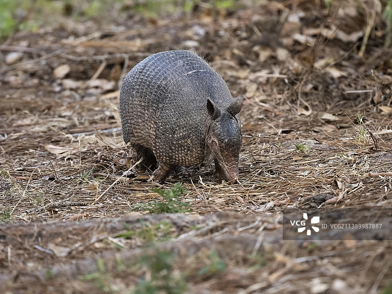 九带犰狳图片素材