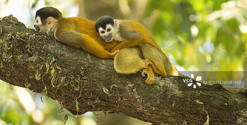 中美洲松鼠猴图片素材