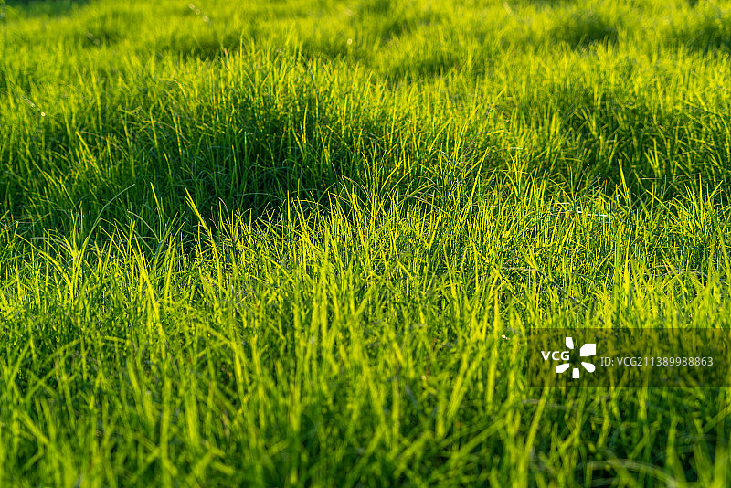 阳光下的青草图片素材