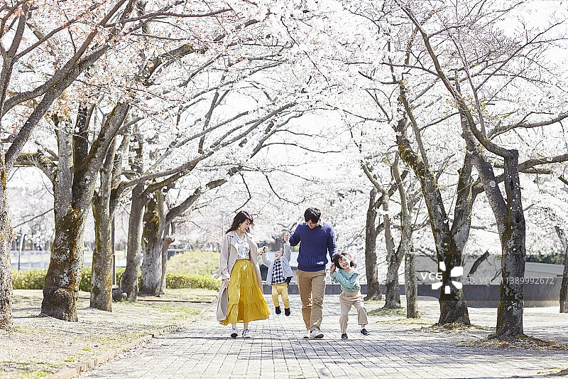 日式家庭与樱花图片素材