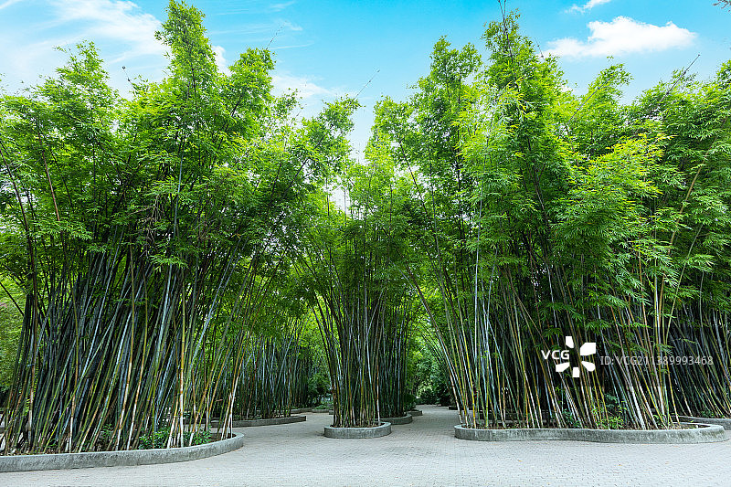 晓港公园竹林风光图片素材
