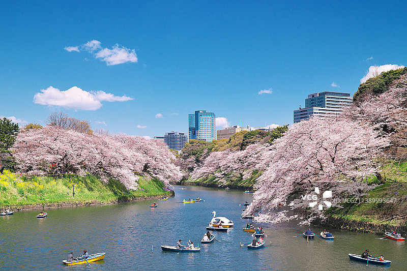 盛开的樱花图片素材