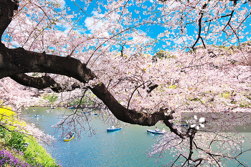 盛开的樱花图片素材