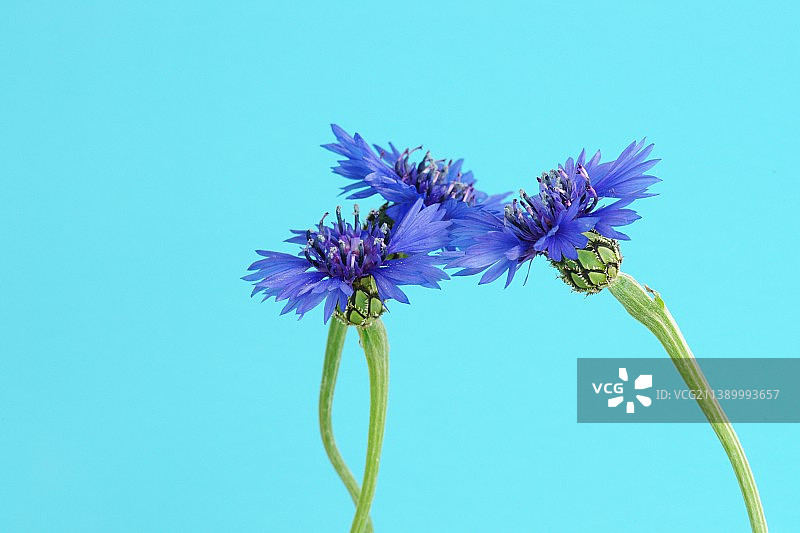 花近距离图片素材