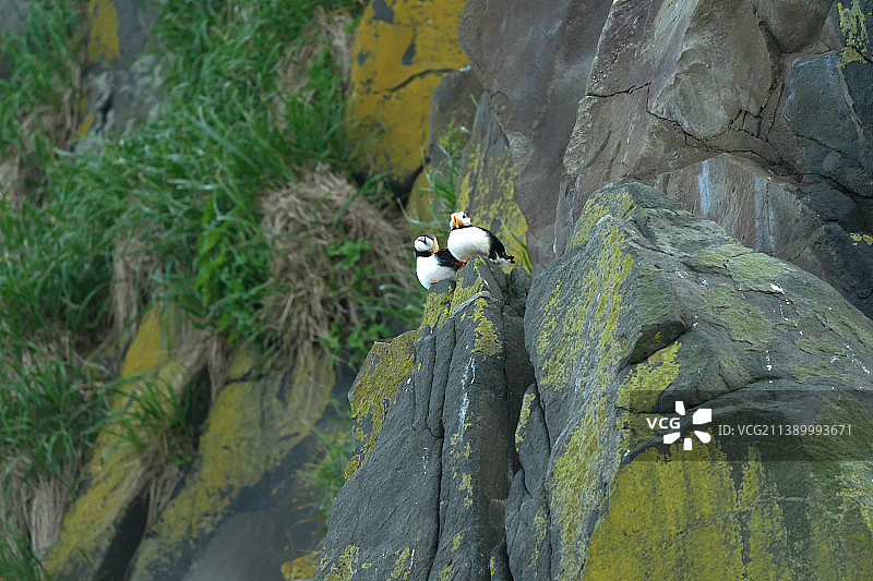 小海雀图片素材