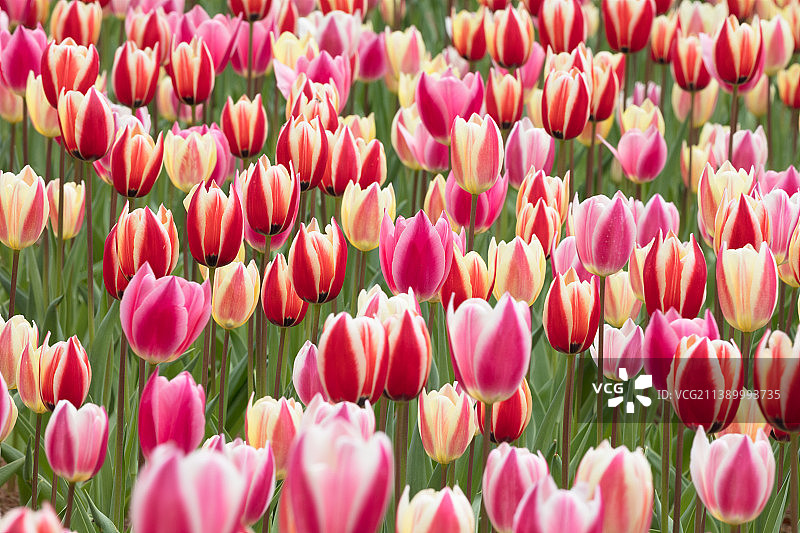 郁金香领域图片素材