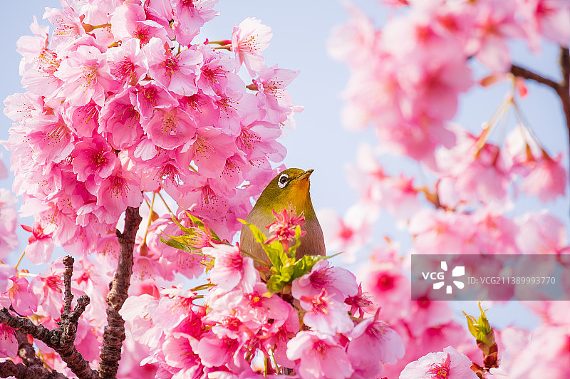盛开的樱花图片素材