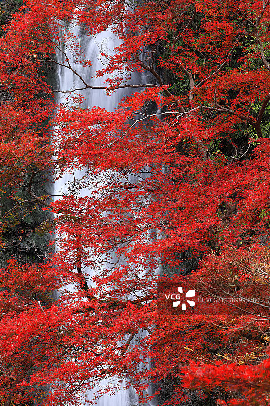 秋天的落叶图片素材