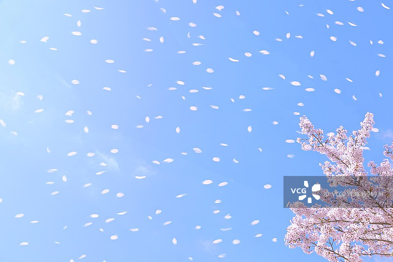 盛开的樱花图片素材