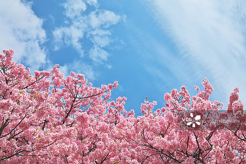 盛开的樱花图片素材