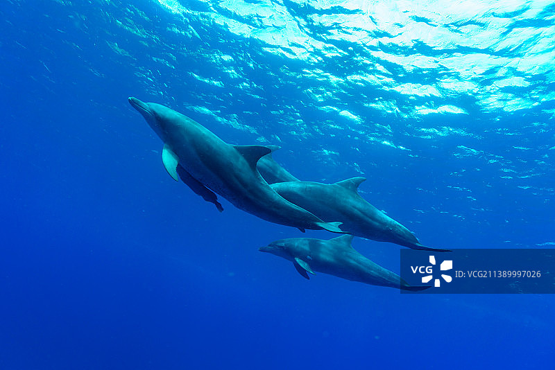 在水下生活图片素材