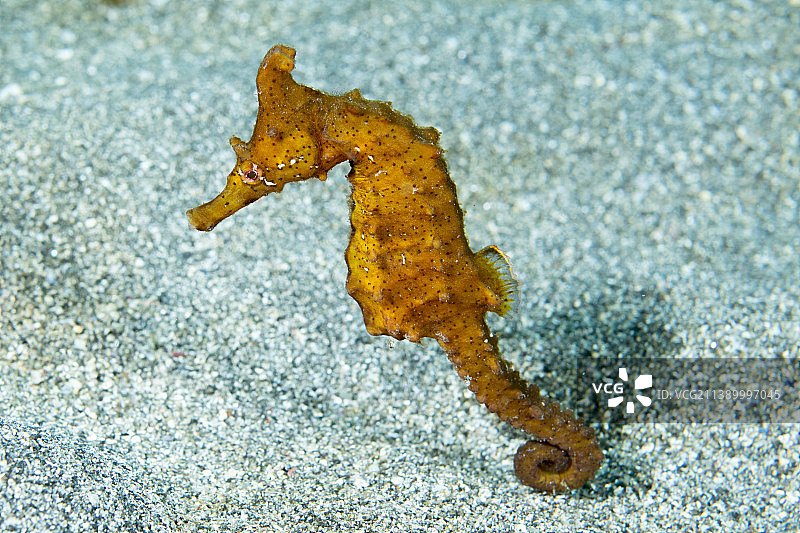 在水下生活图片素材